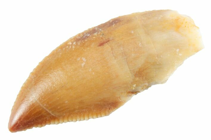 Serrated Raptor Tooth - Real Dinosaur Tooth #364816